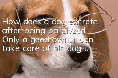 How does a dog excrete after being paralyzed? Only a good owner can take care of his dog until he grows old!