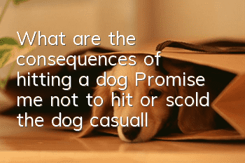 What are the consequences of hitting a dog? Promise me not to hit or scold the dog casually, okay?