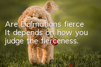 Are Dalmatians fierce? It depends on how you judge the fierceness.