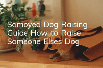 Samoyed Dog Raising Guide: How to Raise Someone Else’s Dog