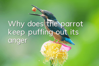Why does the parrot keep puffing out its anger?