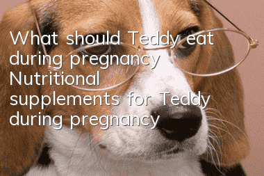 What should Teddy eat during pregnancy? Nutritional supplements for Teddy during pregnancy are the most important!