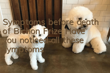 Symptoms before death of Bichon Frize: Have you noticed all these symptoms?