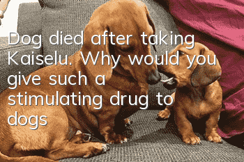 Dog died after taking Kaiselu. Why would you give such a stimulating drug to dogs?