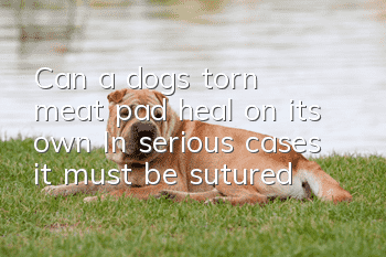 Can a dog’s torn meat pad heal on its own? In serious cases, it must be sutured!