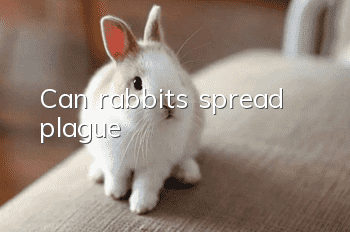 Can rabbits spread plague?