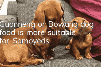 Guanneng or Bowang dog food is more suitable for Samoyeds?