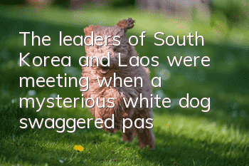 The leaders of South Korea and Laos were meeting when a mysterious white dog swaggered past