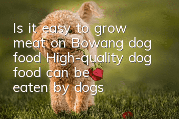 Is it easy to grow meat on Bowang dog food? High-quality dog ​​food can be eaten by dogs with confidence!