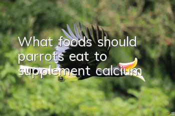 What foods should parrots eat to supplement calcium?