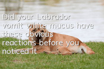 Did your Labrador vomit white mucus have these obvious reactions before you noticed it?