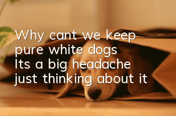 Why can’t we keep pure white dogs? It’s a big headache just thinking about it