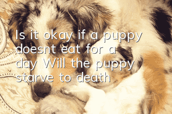 Is it okay if a puppy doesn’t eat for a day? Will the puppy starve to death?