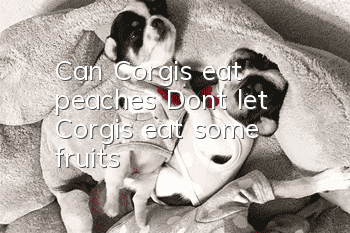 Can Corgis eat peaches? Don’t let Corgis eat some fruits!