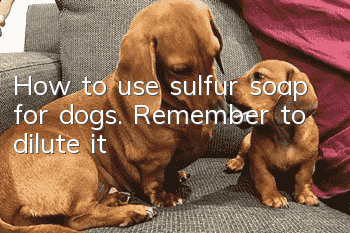 How to use sulfur soap for dogs. Remember to dilute it!
