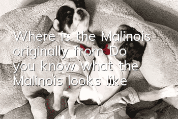 Where is the Malinois originally from? Do you know what the Malinois looks like?
