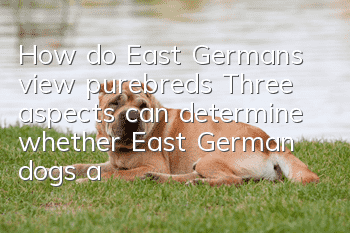 How do East Germans view purebreds? Three aspects can determine whether East German dogs are pure or not.
