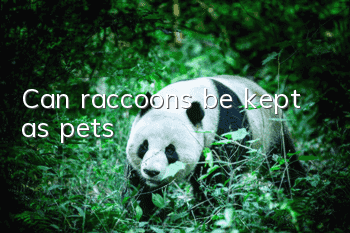 Can raccoons be kept as pets?