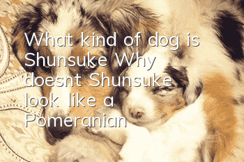 What kind of dog is Shunsuke? Why doesn’t Shunsuke look like a Pomeranian?