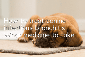 How to treat canine infectious bronchitis? What medicine to take?