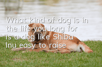 What kind of dog is in the life you long for? Is a dog like Shiba Inu easy to raise?