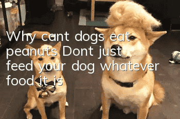 Why can’t dogs eat peanuts? Don’t just feed your dog whatever food it is!