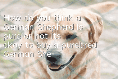 How do you think a German Shepherd is pure or not? It’s okay to buy a purebred German Shepherd based on these points.