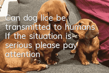 Can dog lice be transmitted to humans? If the situation is serious, please pay attention!