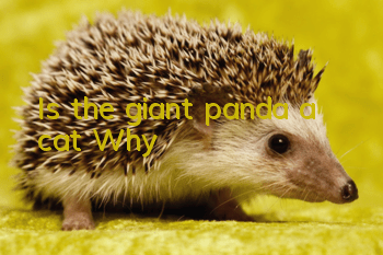 Is the giant panda a cat? Why?