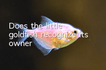 Does the little goldfish recognize its owner?