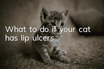 What to do if your cat has lip ulcers?