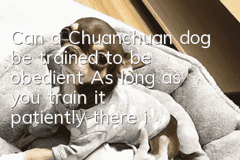 Can a Chuanchuan dog be trained to be obedient? As long as you train it patiently, there is no dog that can be disobedient.