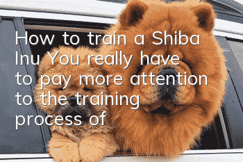 How to train a Shiba Inu? You really have to pay more attention to the training process of a Shiba Inu!