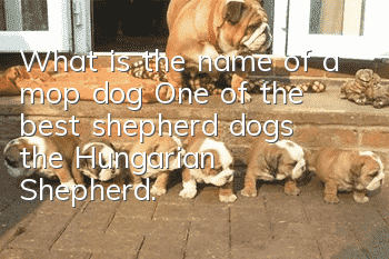 What is the name of a mop dog? One of the best shepherd dogs, the Hungarian Shepherd.