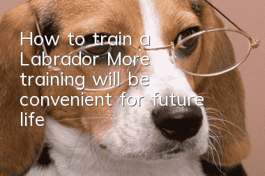 How to train a Labrador? More training will be convenient for future life!