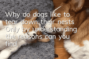 Why do dogs like to tear down their nests? Only by understanding the reasons can you find solutions.