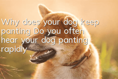 Why does your dog keep panting? Do you often hear your dog panting rapidly?