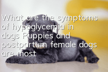 What are the symptoms of hypoglycemia in dogs? Puppies and postpartum female dogs are most susceptible to hypoglycemia.