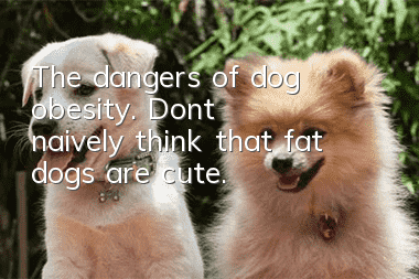 The dangers of dog obesity. Don’t naively think that fat dogs are cute.