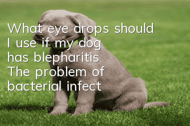 What eye drops should I use if my dog has blepharitis? The problem of bacterial infection is really not a trivial matter!