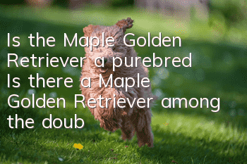 Is the Maple Golden Retriever a purebred? Is there a Maple Golden Retriever among the double-blood Golden Retrievers?