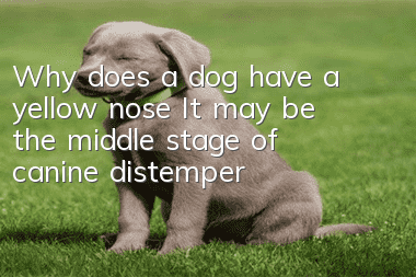 Why does a dog have a yellow nose? It may be the middle stage of canine distemper!