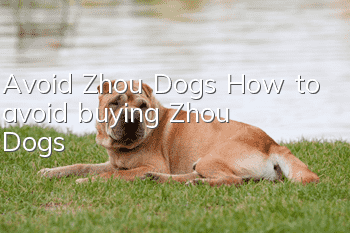 Avoid Zhou Dogs How to avoid buying Zhou Dogs?
