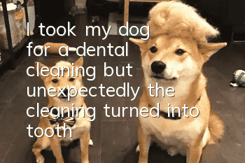 I took my dog for a dental cleaning, but unexpectedly, the cleaning turned into tooth extraction, and 17 of the dog’s teeth were extracted!