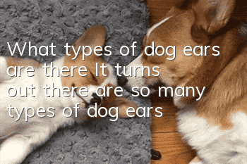 What types of dog ears are there? It turns out there are so many types of dog ears