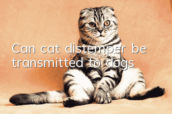 Can cat distemper be transmitted to dogs?