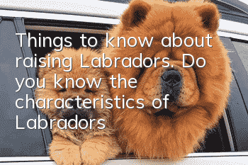Things to know about raising Labradors. Do you know the characteristics of Labradors?