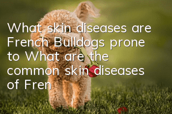 What skin diseases are French Bulldogs prone to? What are the common skin diseases of French Bulldogs?