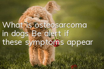 What is osteosarcoma in dogs? Be alert if these symptoms appear!