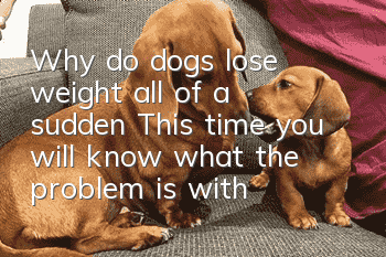 Why do dogs lose weight all of a sudden? This time you will know what the problem is with your dog!